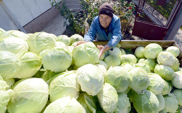 Шири се футошки купус